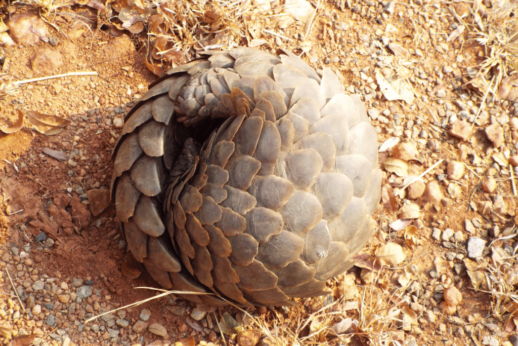 pangolino