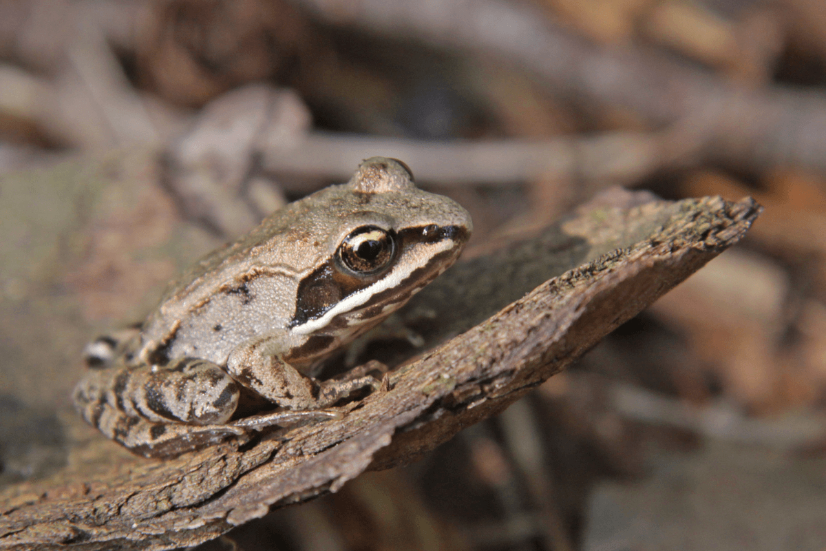 Animali strani: la rana sylvatica, l'anfibio che congela durante l'inverno - immagine di copertina