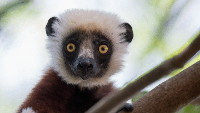 Animali strani: il sifaka, il lemure danzante del Madagascar - immagine di copertina