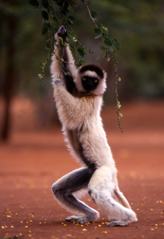 sifaka 