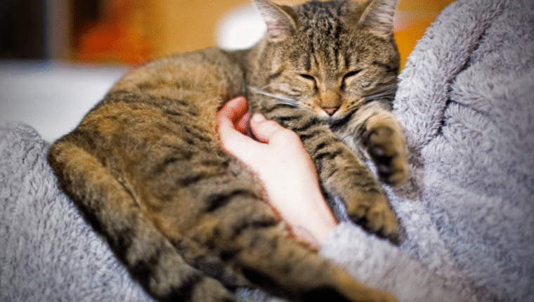 Forse non sai che le fusa del tuo gatto ti possono curare - immagine di copertina