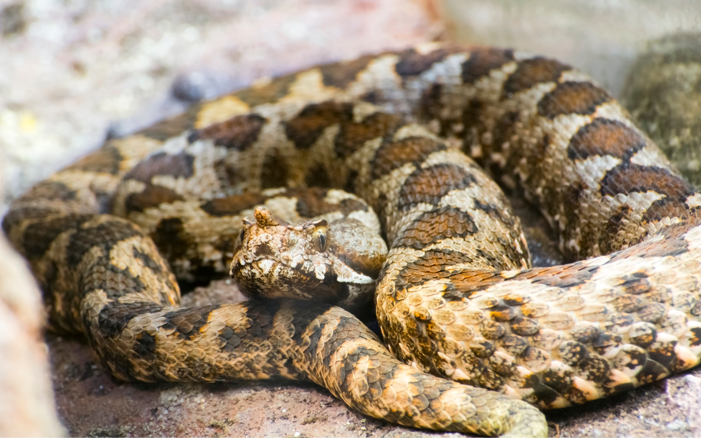 Come riconoscere i serpenti velenosi