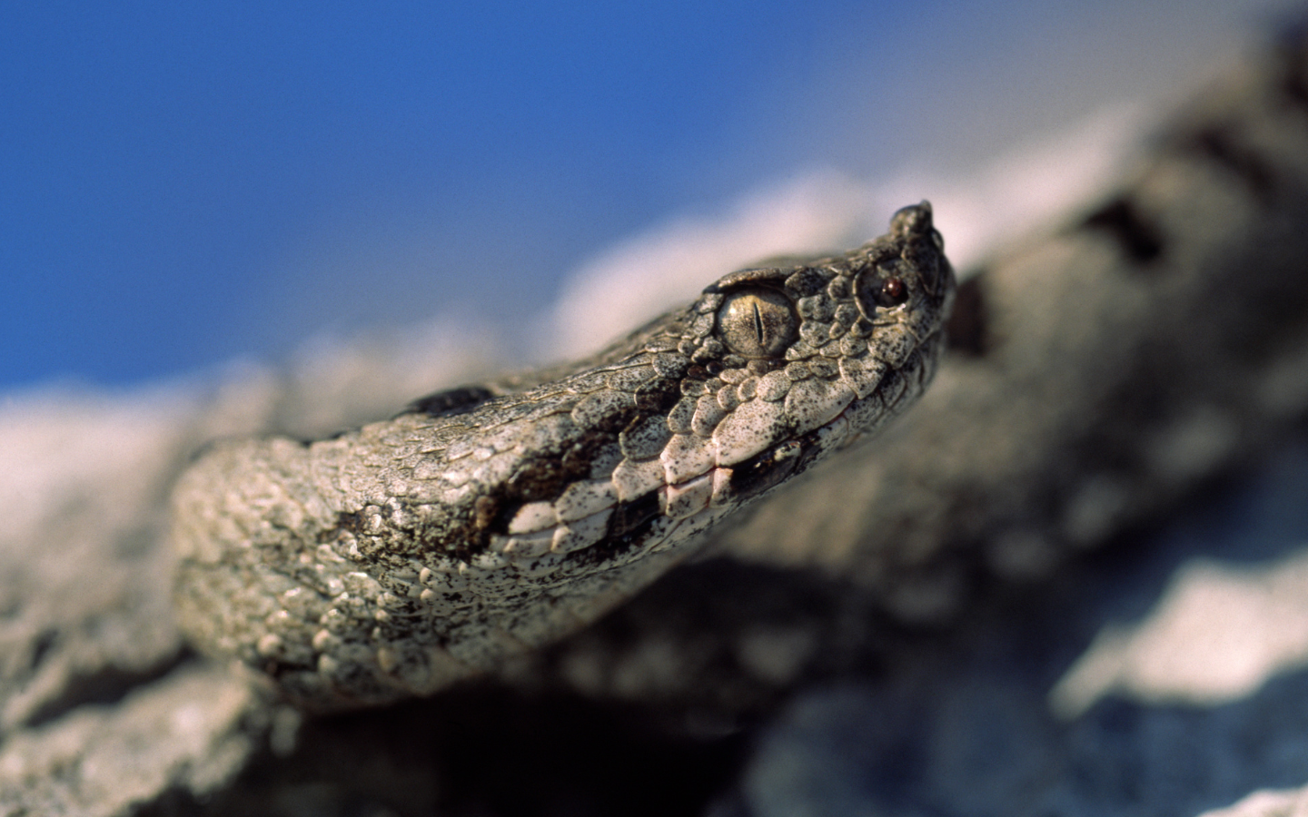 serpenti italiani velenosi