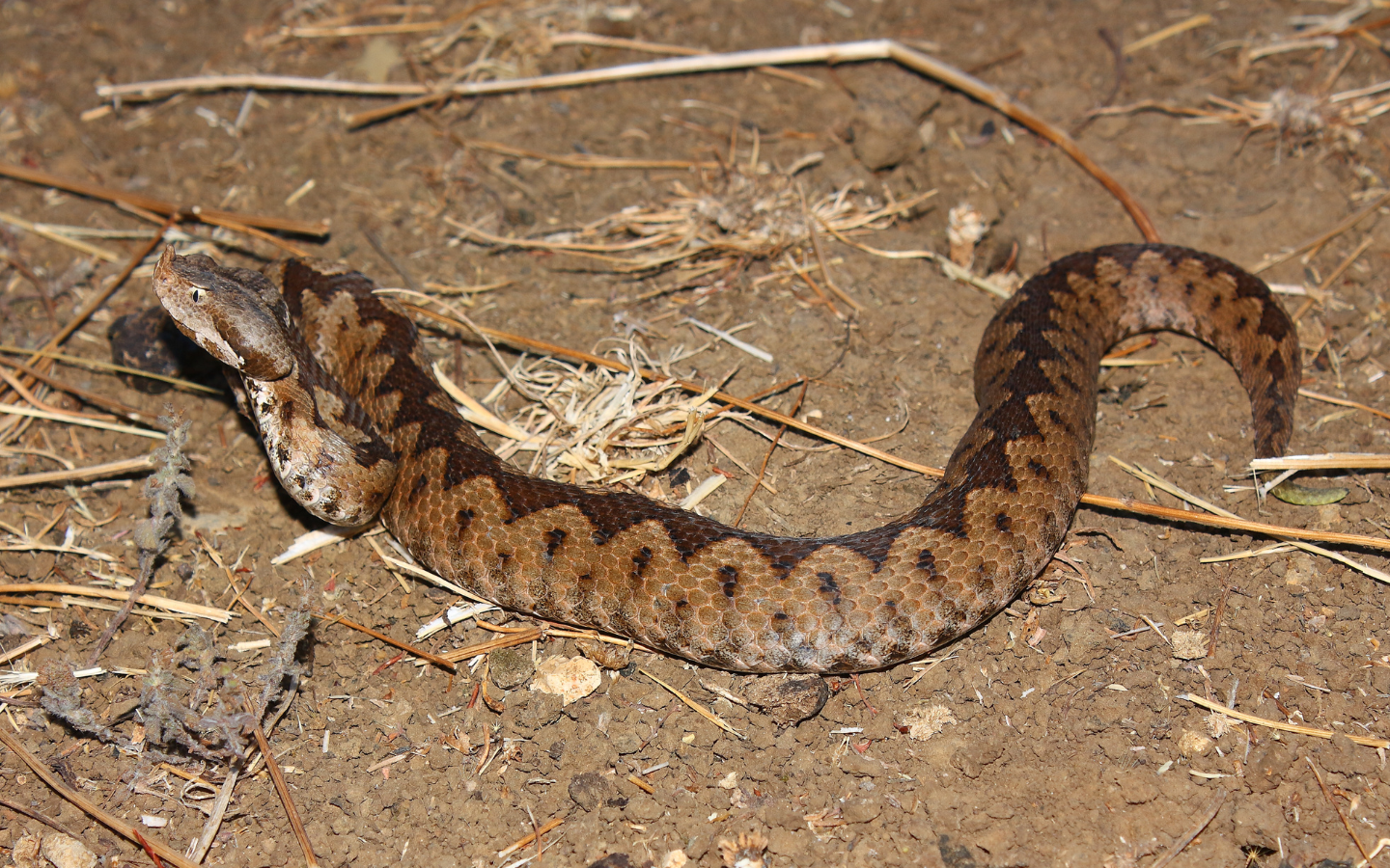 Come riconoscere i serpenti velenosi