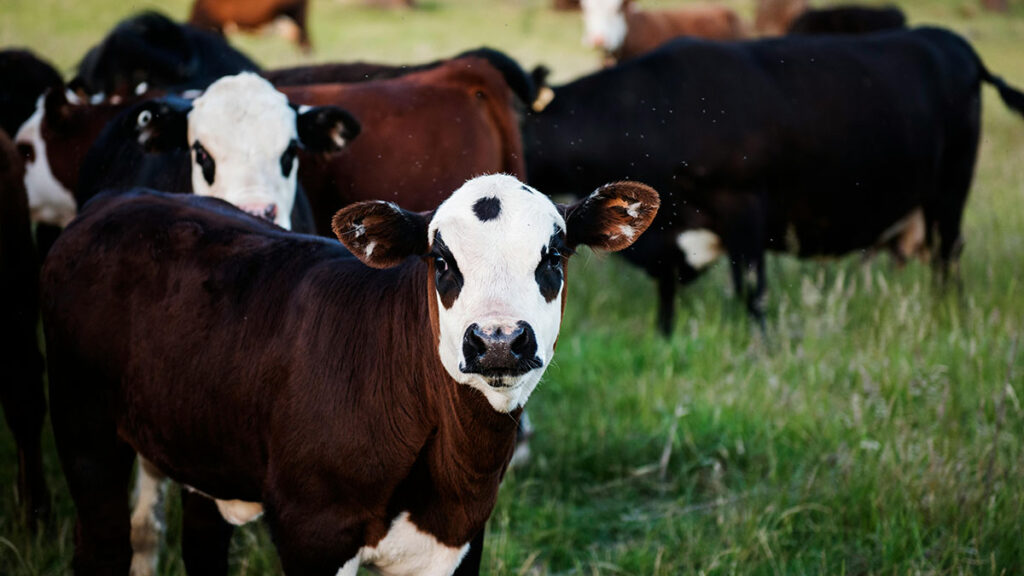 Allevamento di mucche