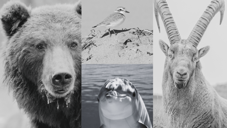 Questi 10 animali italiani rischiano di sparire per sempre - immagine di copertina