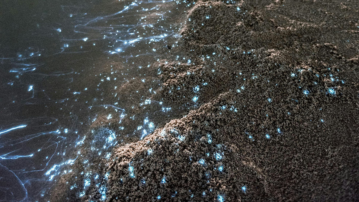 Dinoflagellati sulla spiaggia