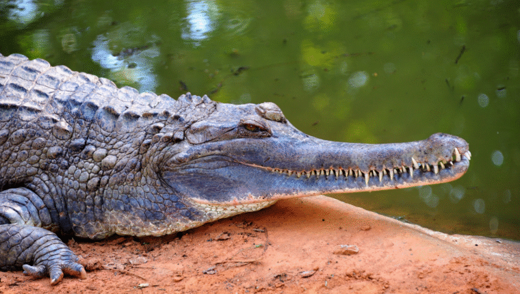 Animali strani: il Gaviale del Gange, l'enorme coccodrillo dal muso a spatola - immagine di copertina