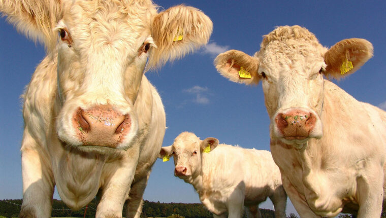 Mucche con gli zaini anti-peto: una soluzione assurda per un problema reale? - immagine di copertina