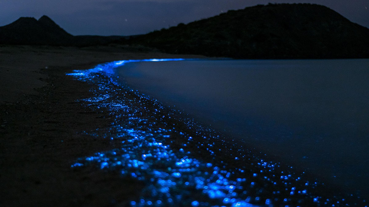 Noctiluca luminescente