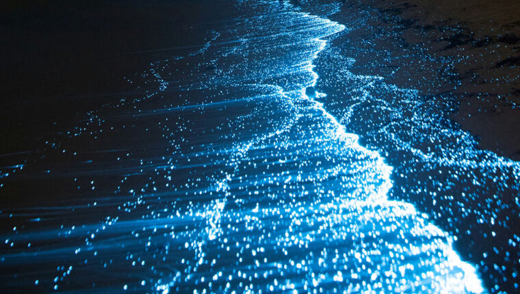 La spiaggia che brilla di notte: come funziona il plancton bioluminescente - immagine di copertina