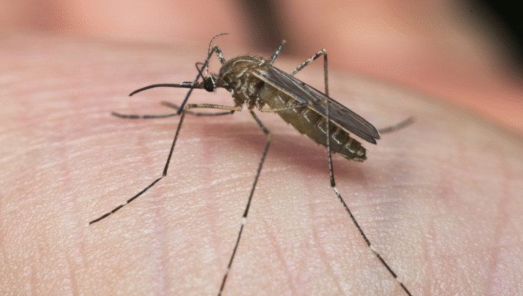 Virus West Nile nel Lazio: cosa sta succedendo e quali sono i sintomi - immagine di copertina