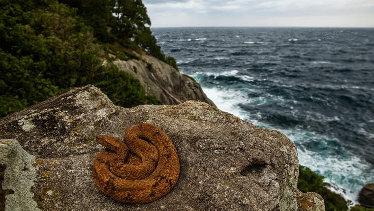 I luoghi più assurdi del mondo: l'Isola dei Serpenti in Brasile - immagine di copertina