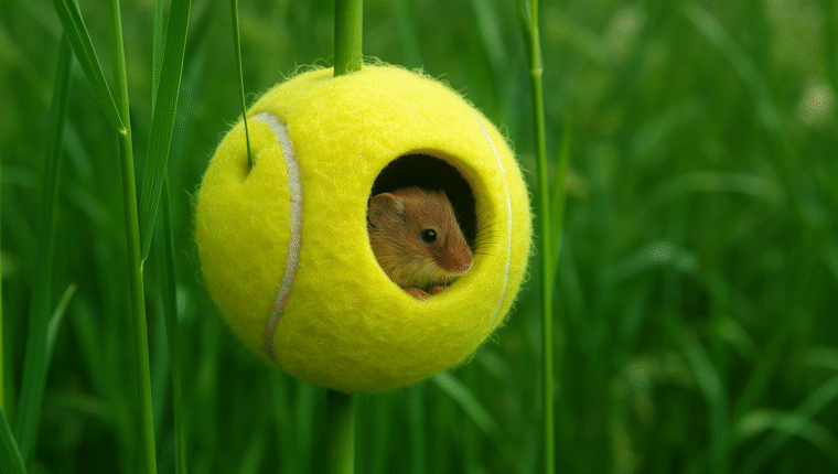 Wimbledon: ecco come le palline da tennis salvano i topolini di campagna - immagine di copertina