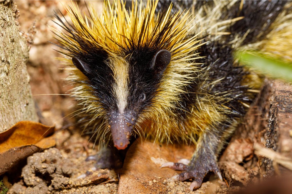 tenrec striato