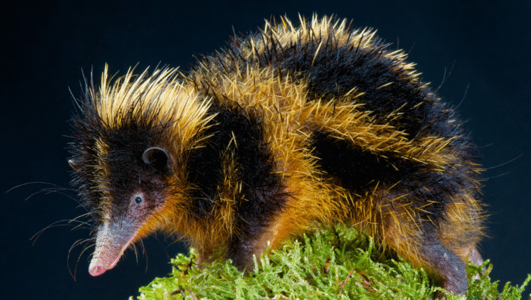 Animali strani: il tenrec striato, il riccio/non riccio che comunica con le spine - immagine di copertina