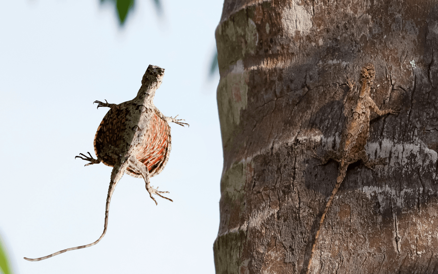 Animali strani: tutto quello che devi sapere sul drago volante - immagine di copertina
