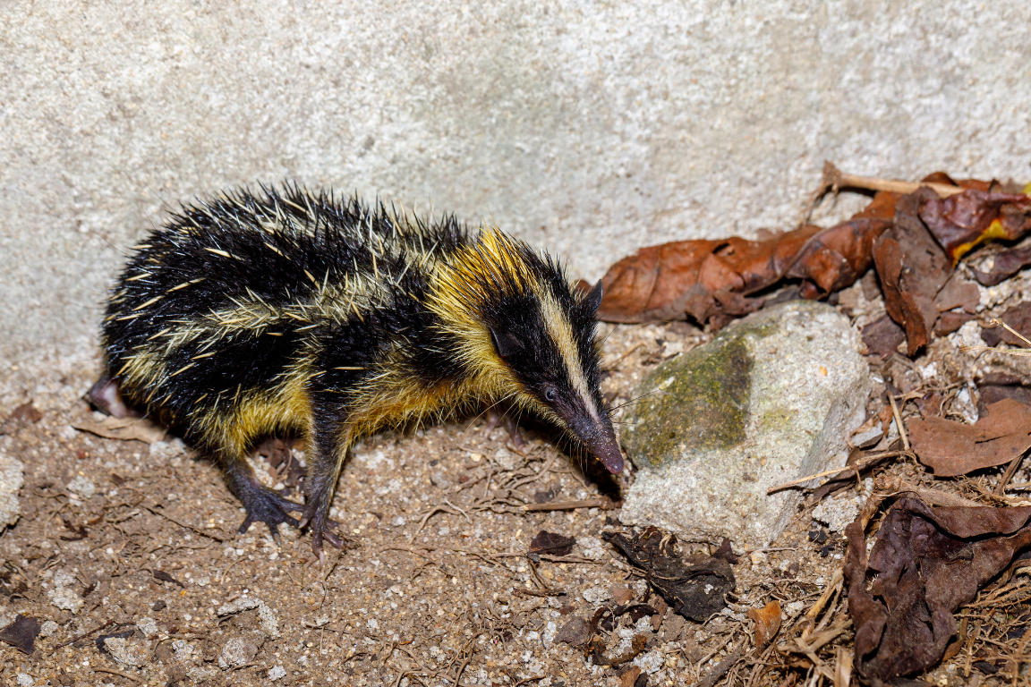 tenrec striato