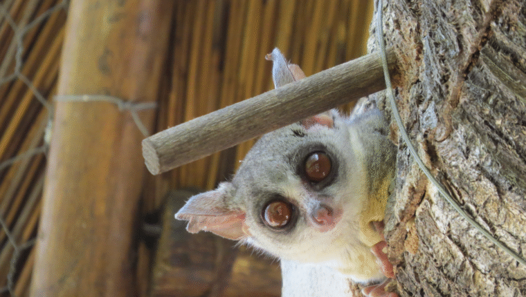 Animali strani: hai mai sentito parlare del galagone? - immagine di copertina
