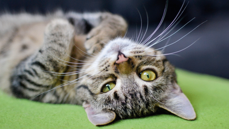 Il gatto è l'animale perfetto: lo dice la scienza - immagine di copertina