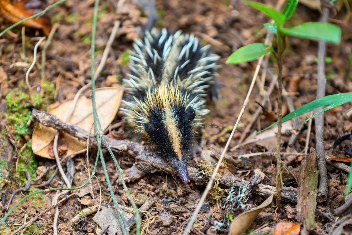 tenrec striato