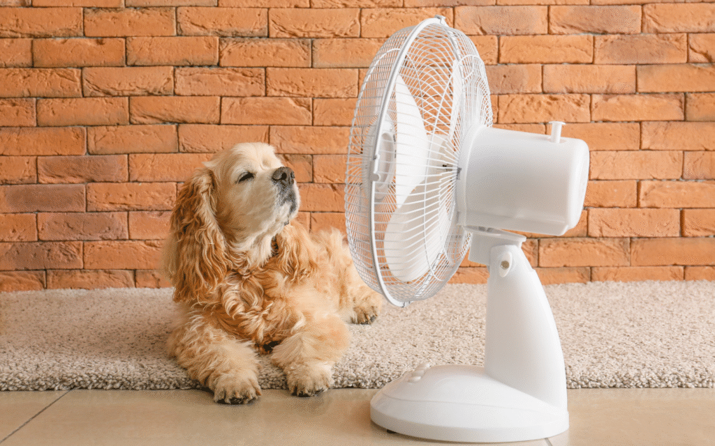 razze di cani che soffrono il caldo