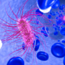 Escherichia coli: come difendersi dal batterio invisibile (ma tenace)