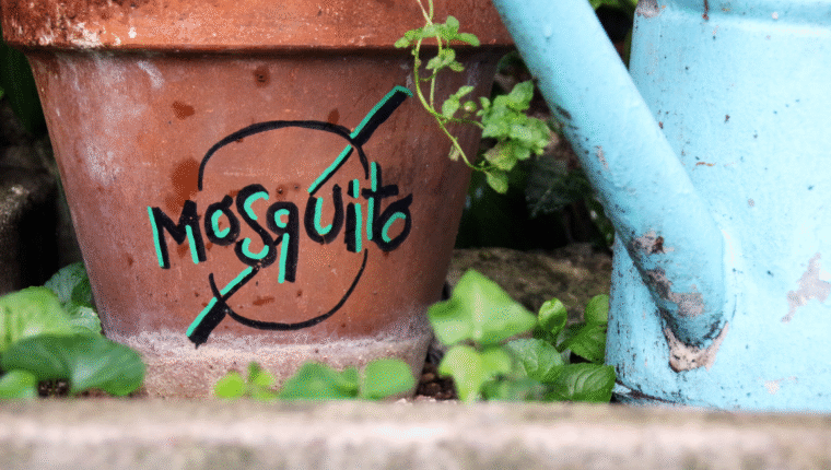 E se le zanzare scomparissero per sempre? - immagine di copertina