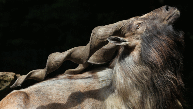 Animali strani: il markhor, la capra dai corni a spirale che domina le vette dell’Asia - immagine di copertina