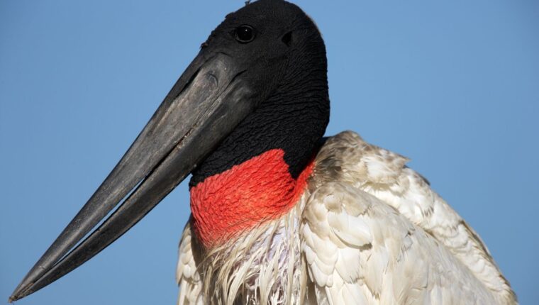 Animali strani: la cicogna jabiru, il gigante dal becco monumentale che domina le paludi - immagine di copertina