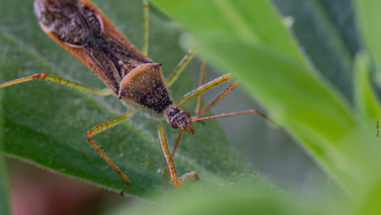Cimice assassina in Italia: tutto ciò che devi sapere - immagine di copertina