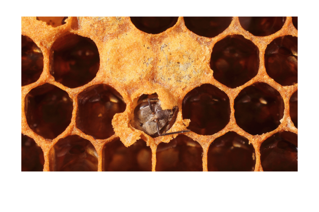 settembre e api- nascita api