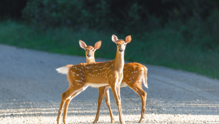 Animali in pericolo in Italia: come l’urbanizzazione minaccia la fauna selvatica - immagine di copertina