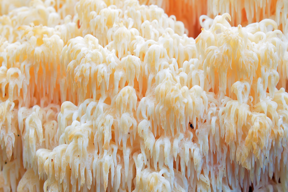 funghi più pericolosi - Hericium erinaceus