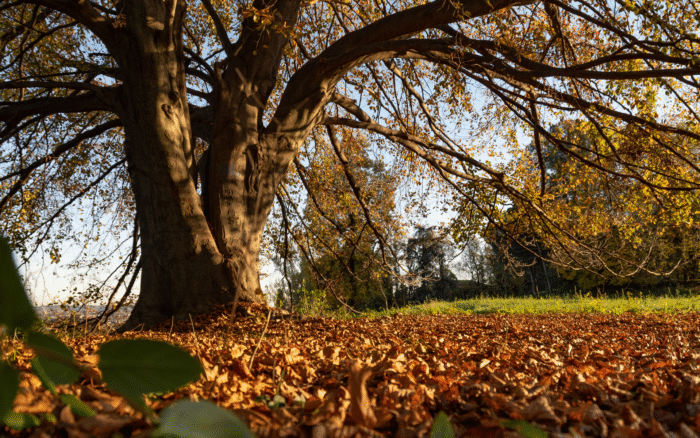 Gli alberi pi&ugrave; strani che puoi vedere in Italia