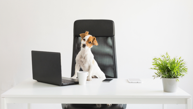 Cane in ufficio? Tutti i pro e i contro - immagine di copertina
