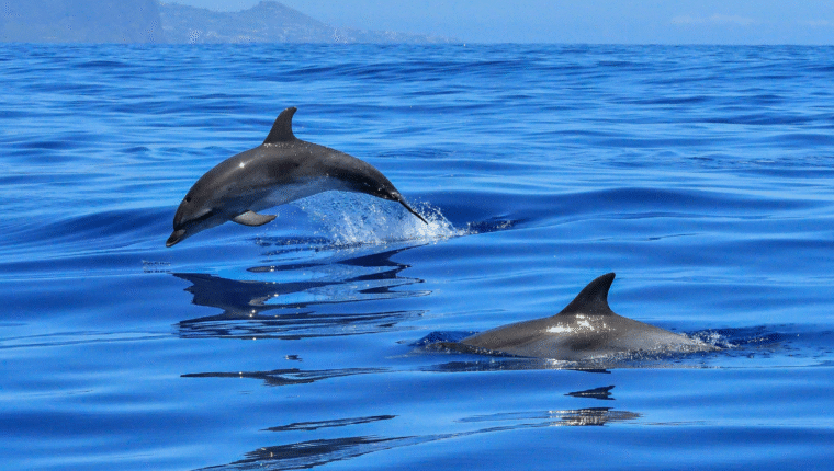 Delfini: come funziona l’ecolocalizzazione (e perché potrebbe salvarti la vita) - immagine di copertina