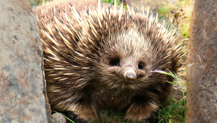 Animali strani: l'echidna, il custode di un’eredità preistorica - immagine di copertina