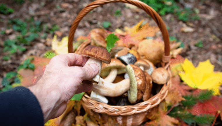 Funghi nel bosco: regole e consigli per raccoglierli in modo sicuro - immagine di copertina