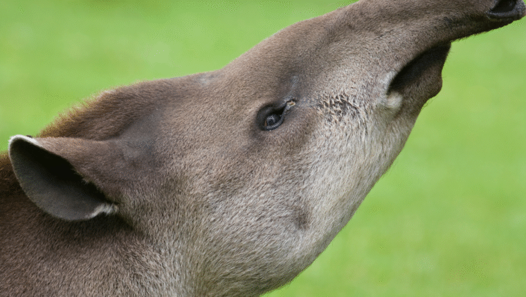 Animali strani: il tapiro, l’insolito parente di cavalli e rinoceronti - immagine di copertina