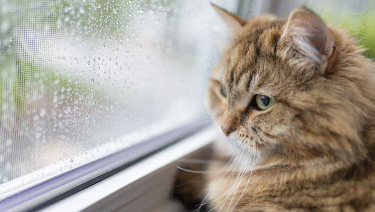 Questi animali predicono il tempo (tra folklore e realtà) - immagine di copertina