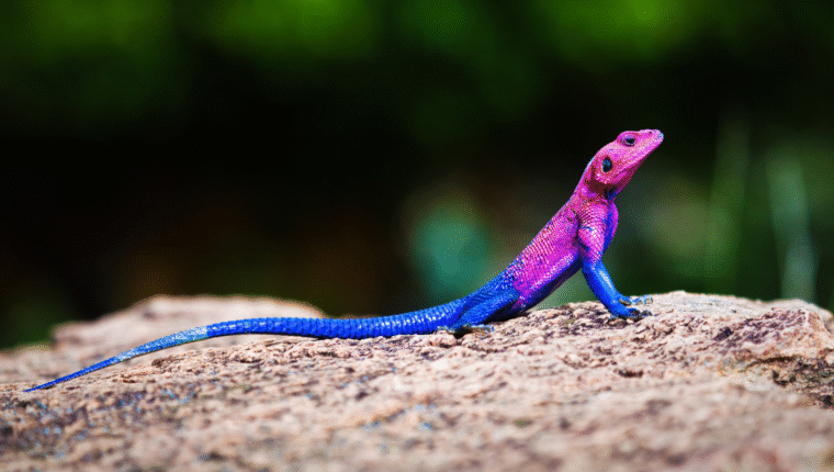 Animali strani: l’Agama mwanzae, la lucertola africana con i colori di Spider-Man - immagine di copertina