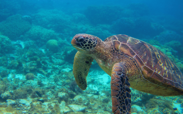 Un bracciale che segue il viaggio degli animali marini: l’idea regalo dell’anno