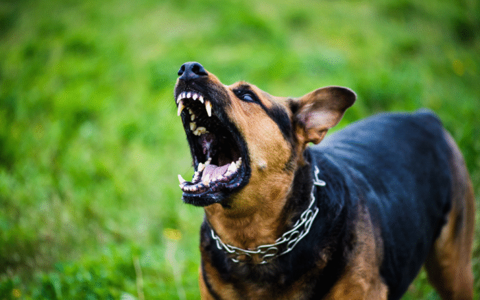 Cani: ecco perché possono essere aggressivi (e non dipende dalla razza)