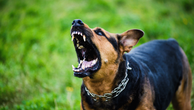 Cani: ecco perché possono essere aggressivi (e non dipende dalla razza) - immagine di copertina