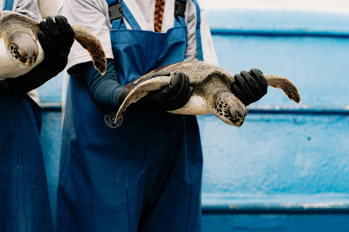 bracciale con tracciamento animali marini
