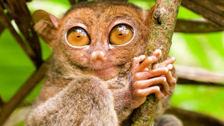 Animali strani: il tarsio delle Filippine, il primate dagli occhi giganti e dai salti perfetti - immagine di copertina