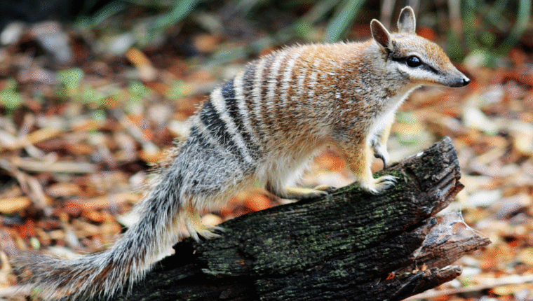 Animali strani: il numbat, la piccola tigre delle termiti - immagine di copertina