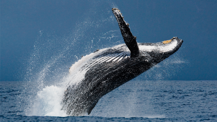 Dove e quando vedere le balene in Italia - immagine di copertina