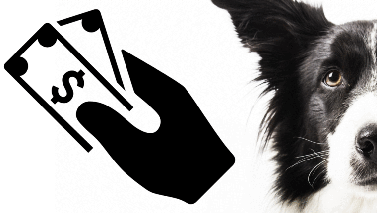 Alto Adige: arriva la tassa per i cani - immagine di copertina